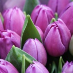 tulipanes